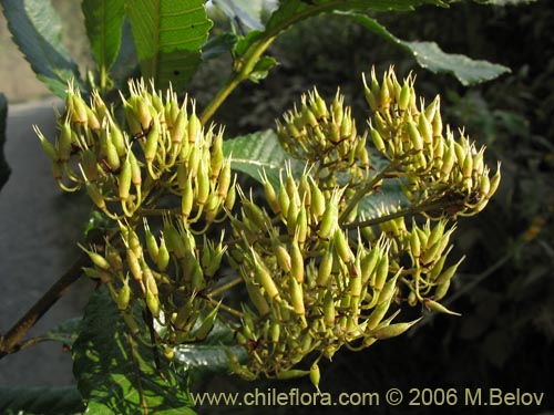 Image of Caldcluvia paniculata (Tiaca / Triaca / Quiaca). Click to enlarge parts of image.